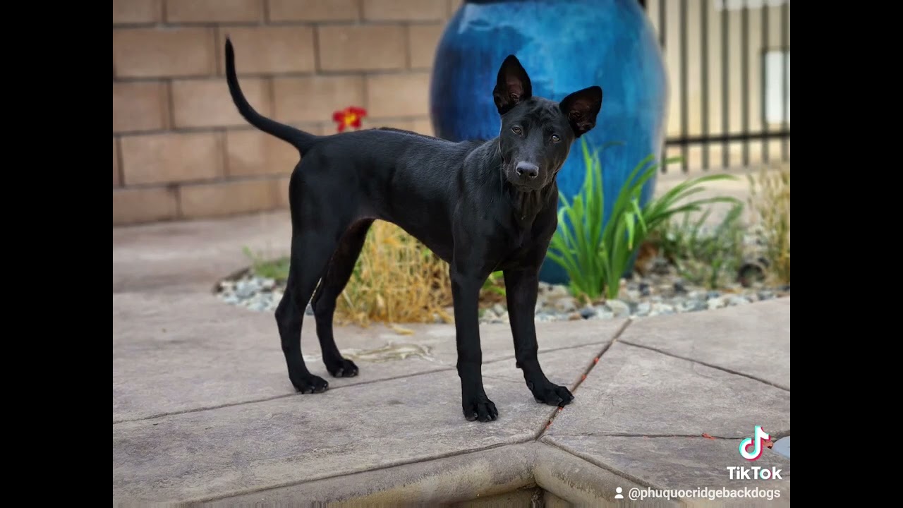 Black beauty - Phu Quoc ridgeback