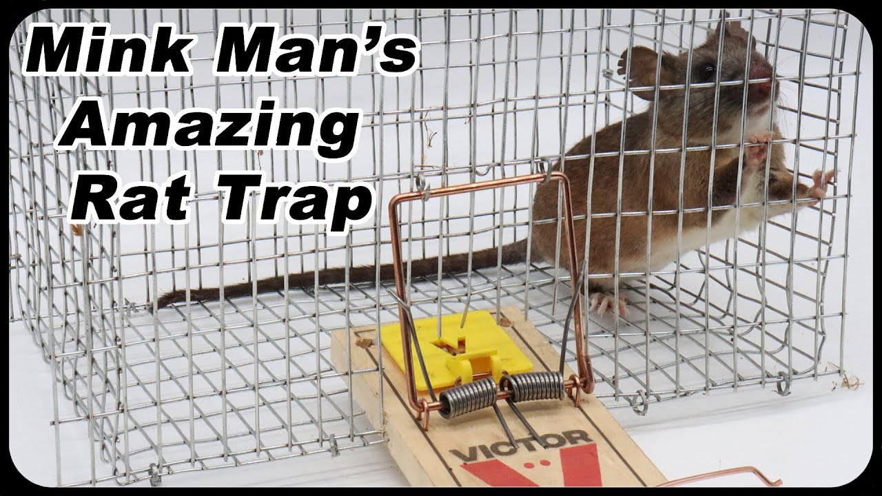 Mink Man's Amazing Rat Trap - How To Catch The Smartest Trap Shy Rats. Mousetrap Monday