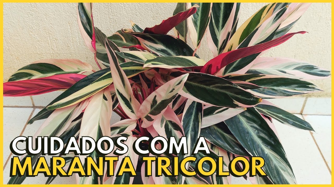NÃO CONSEGUE CULTIVAR A MARANTA TRICOLOR? Siga essas 5 dicas!