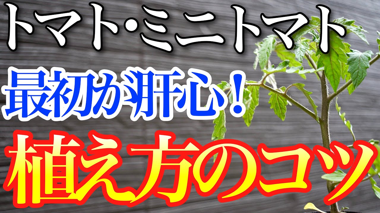 【最初が肝心】トマト・ミニトマトの植え付けはコレで圧倒的に差がつきます