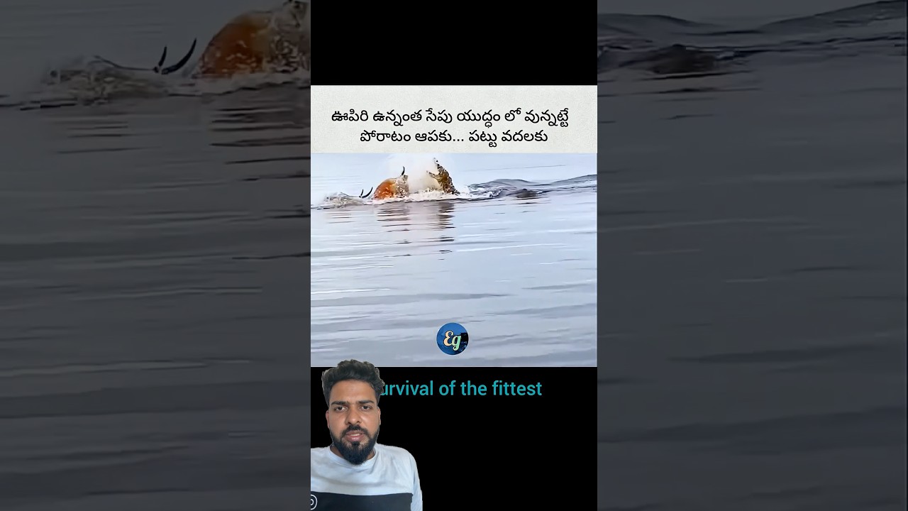 Wait for end 😳😳#animals #shorts #shortsfeed #youtubeshorts