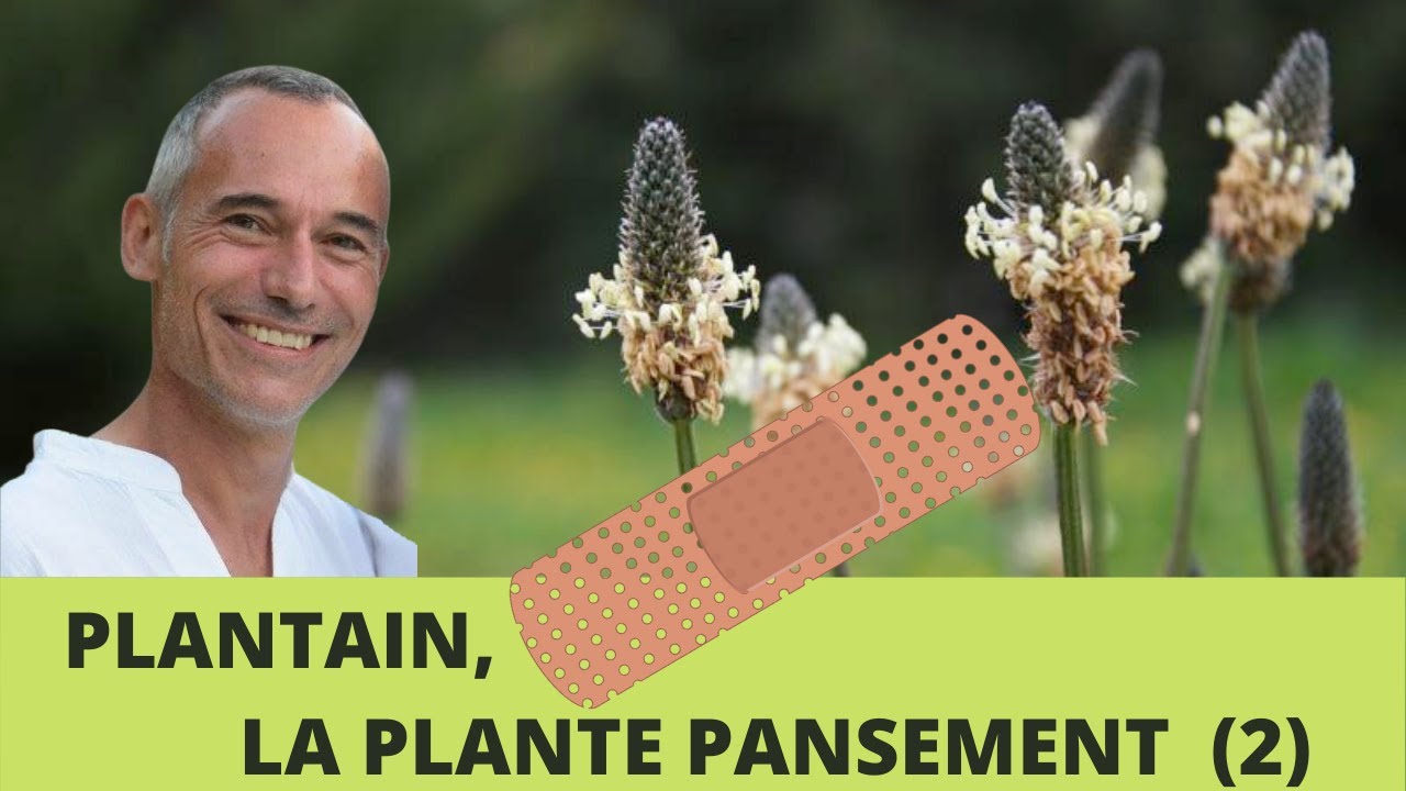 Baume au plantain