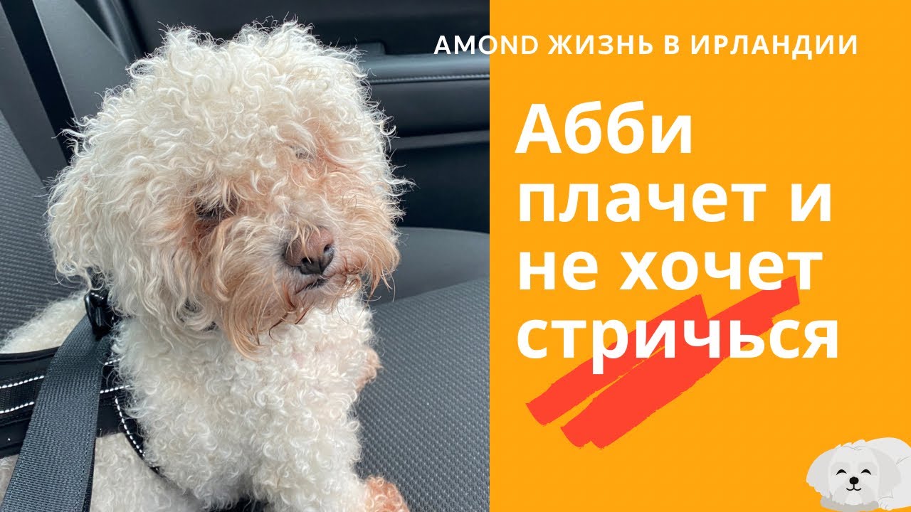 ВЕЗУ АББИ НА СТРИЖКУ 🌺 ЦЕНЫ НА ПРОДУКТЫ 🌺 ABBY IS GOING FOR GROOMING 🌺@Amond Жизнь в Ирландии🌺