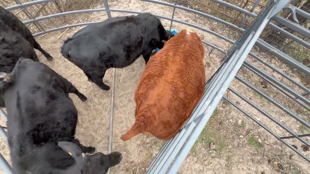 Training Heifers