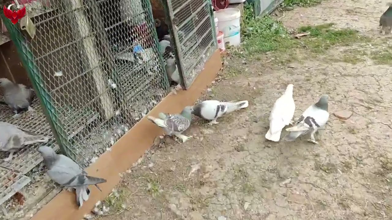 BU YAVRULAR YAYLADA UÇACAK ARTIK YAYRU ALMAM.