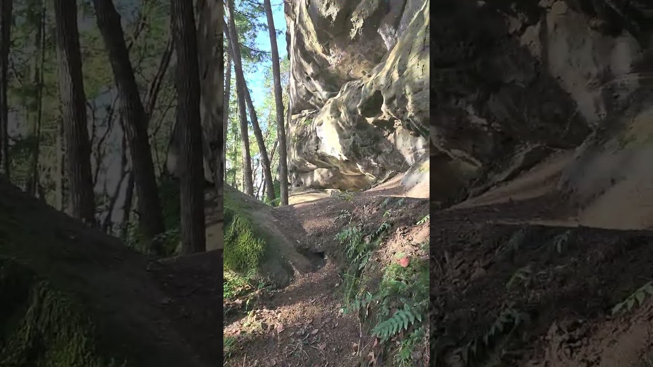 Silent among the trees. 