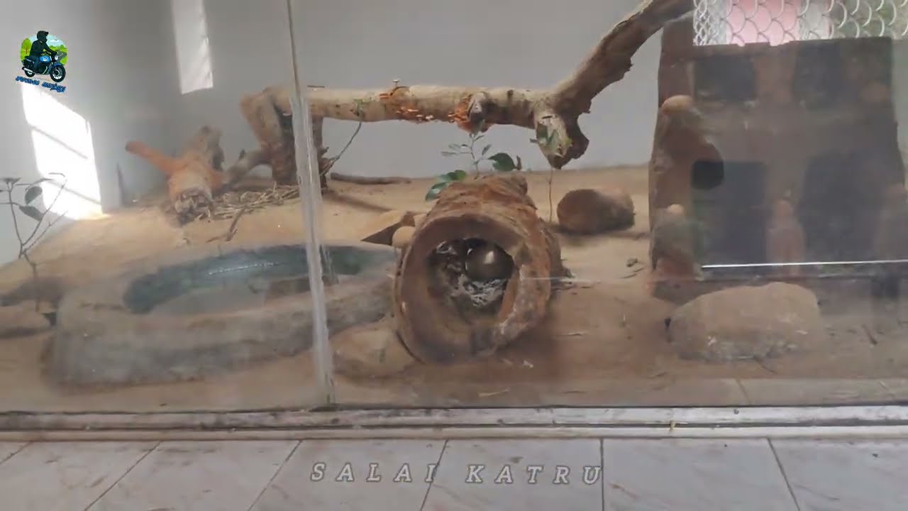 பாம்புகள் பலவிதம் இருக்கு இங்க | ராஜநாகம் இப்படி தான் இருக்குமா? | Vandalur Zoo | Salai Katru|