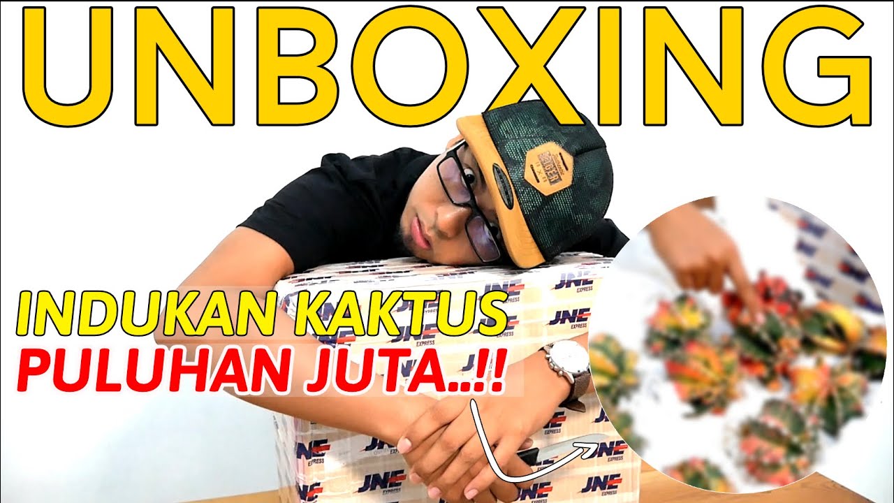 Belanja Indukan Kaktus Puluhan Juta -  Unboxing