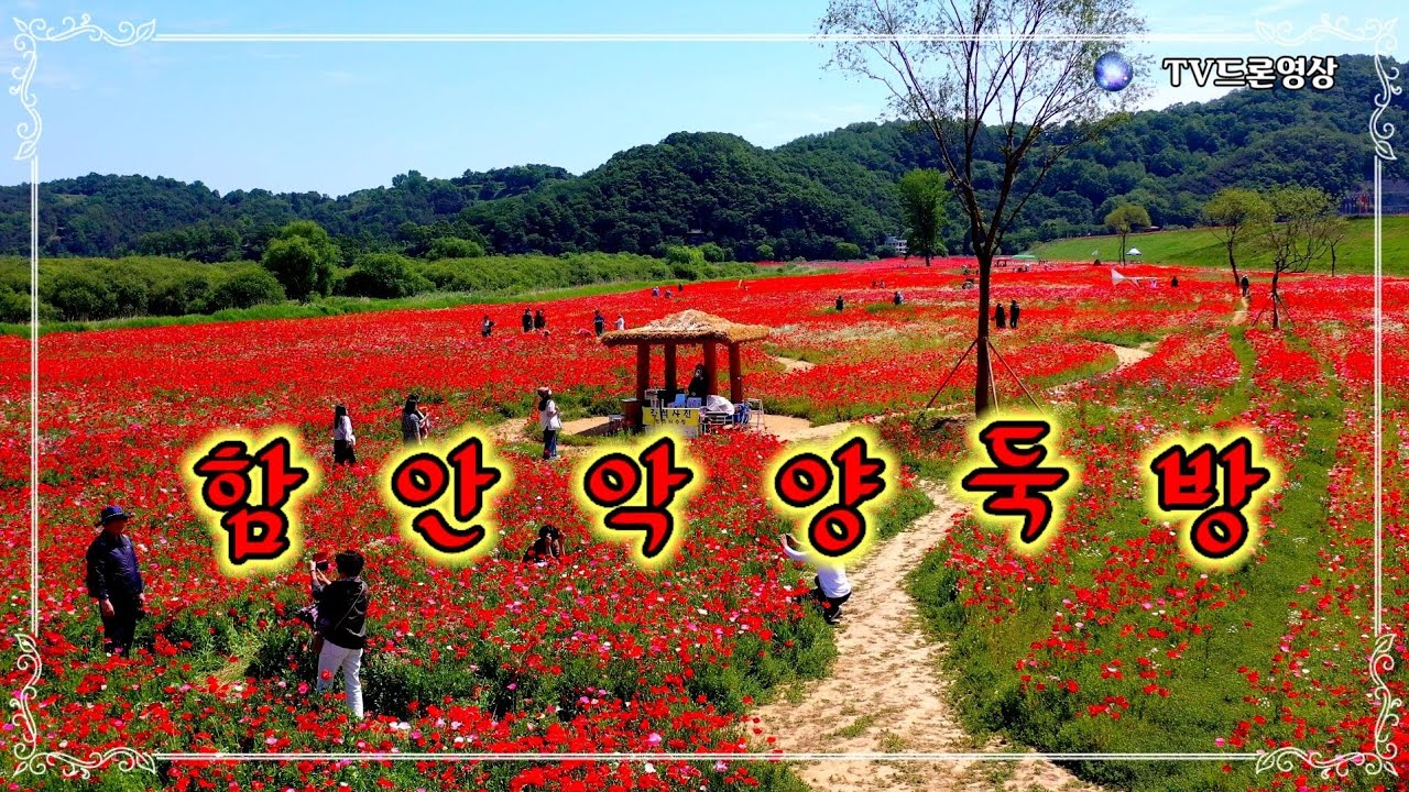 [EP.353] 함안악양둑방은 양귀비 꽃밭 으로 유명한 곳인데요 양귀비 뿐만 아니라 흰색 안개꽃과 파란색 보라색 수레국화 꽃도 한가득 피어 있습니다