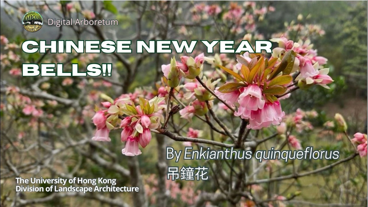 CHINESE NEW YEAR BELLS!! By Enkianthus quinqueflorus, Chinese New Year Flower, 吊鐘花