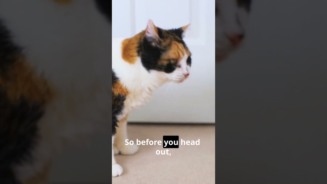 🐾 Тихий плач вашей кошки для вас 💔 | Правда о кошачьей любви