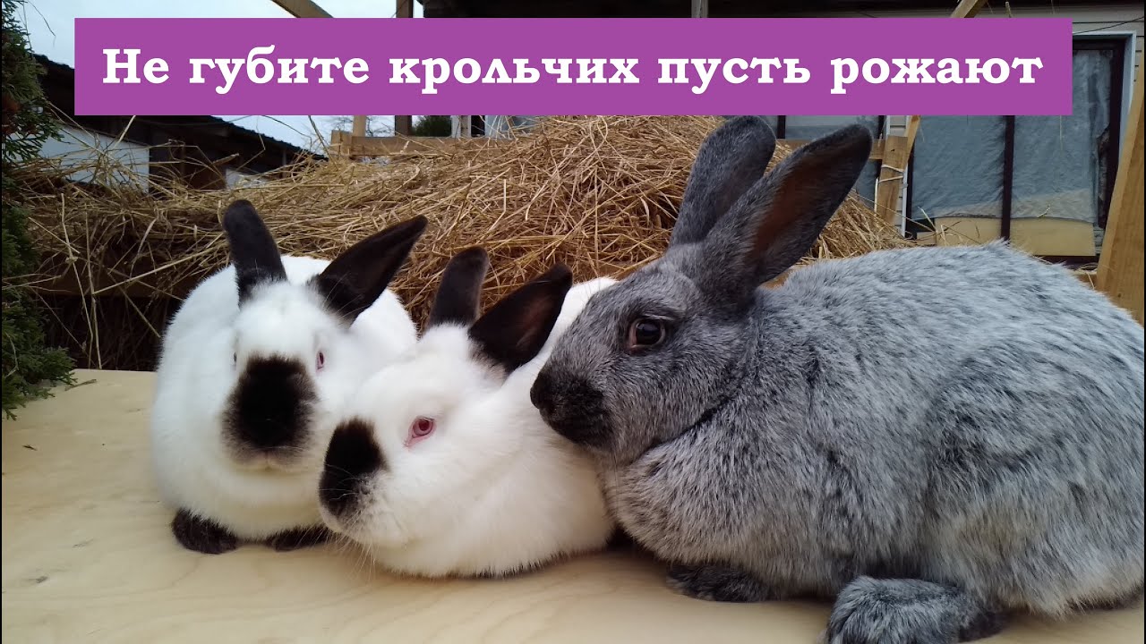 НЕ ГУБИТЕ КРОЛЬЧИХ ПУСТЬ ПРИНОСЯТ КРОЛЬЧАТ Разведение и содержание кроликов