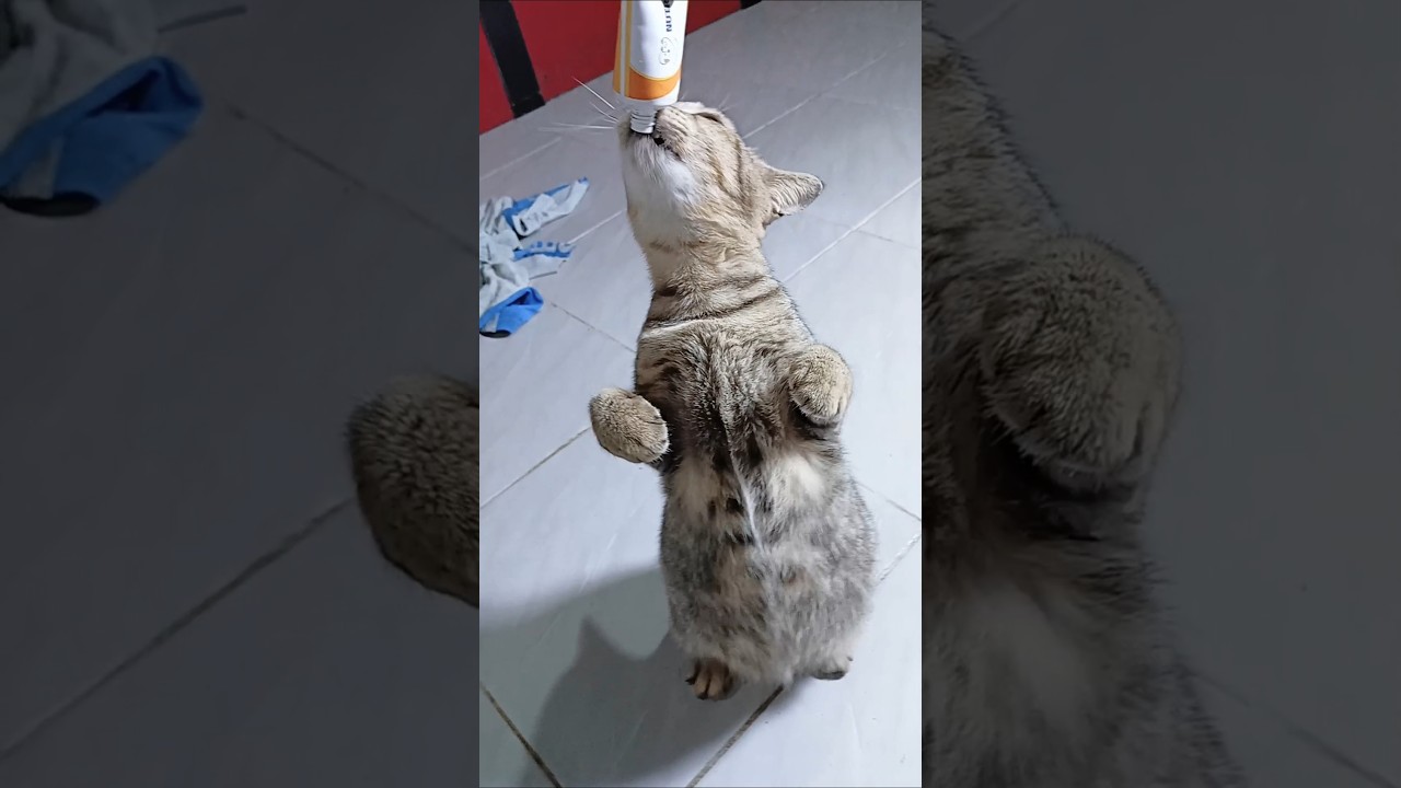 Cassiel Pet NutriPlus Gel Vitamin  kucing anjing 