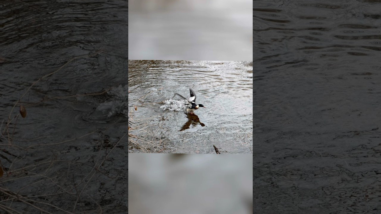 Winter hiking, skating in the lake makes a great snowday #longisland #ducks