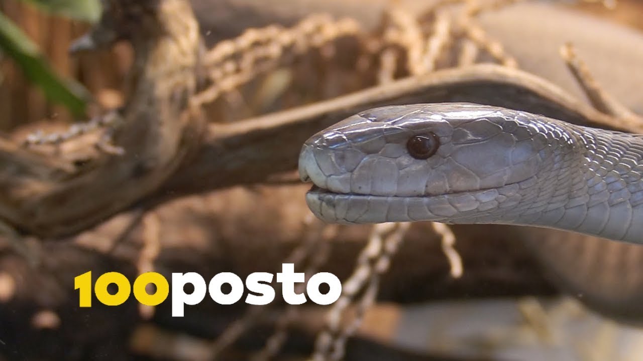 Pobijedi strah: Suočili smo se sa svojom fobijom od zmija [ŽIVOT]