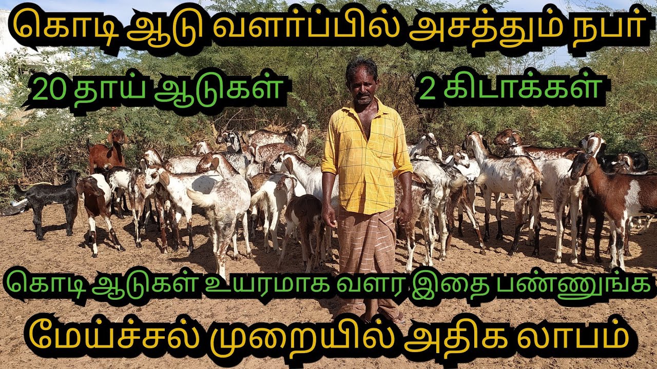 கொடி ஆடு வளா்ப்பு-2|கொடி ஆடு வளா்ப்பில் அனுபவங்கள்|Kodi Goats|kodi aadu| @breederstamil9850