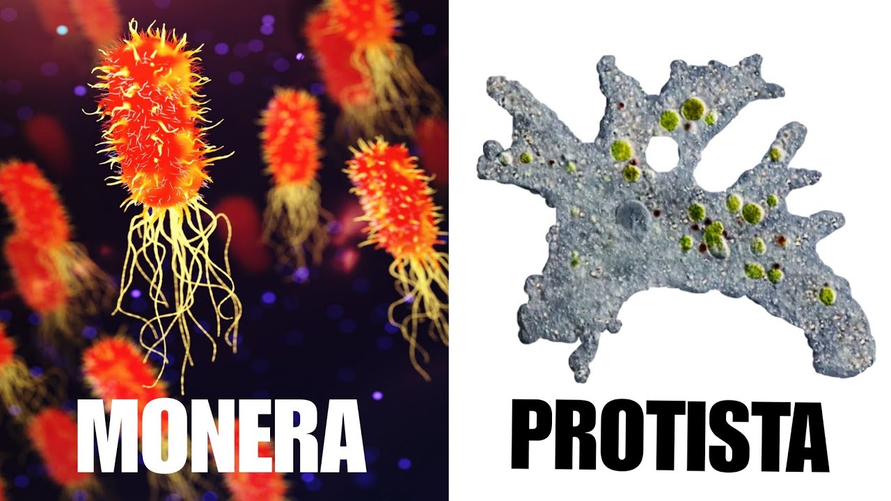 DIFFERENCE BETWEEN MONERA AND PROTISTA