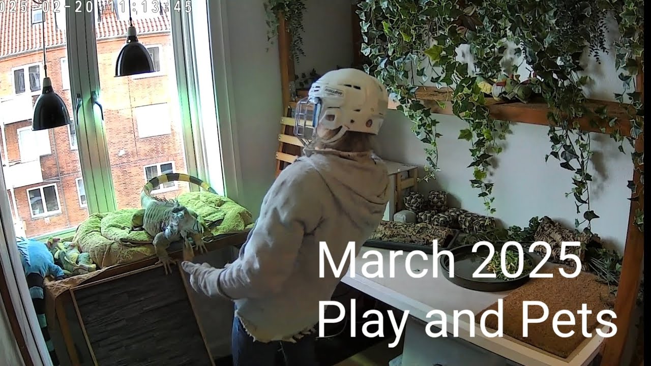 Iguana Play and pets