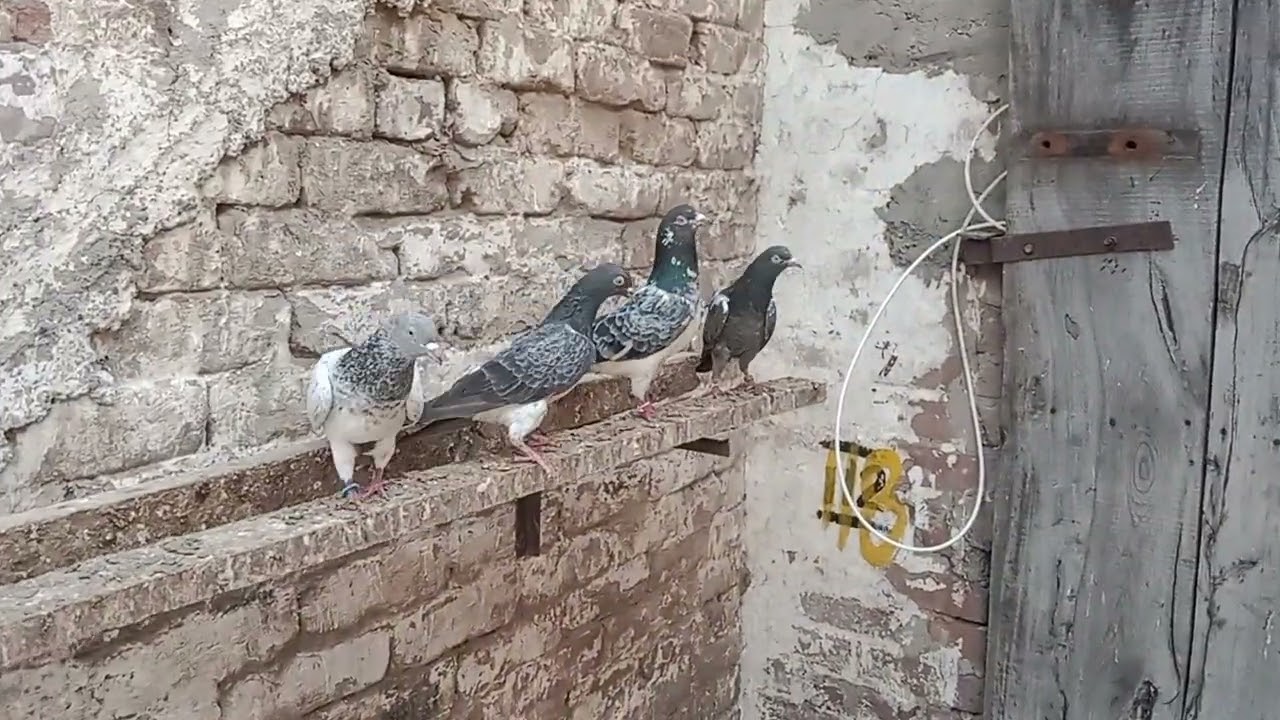 Mashallah 25 breeder mian saab walay kasuri location kasur 03064343469