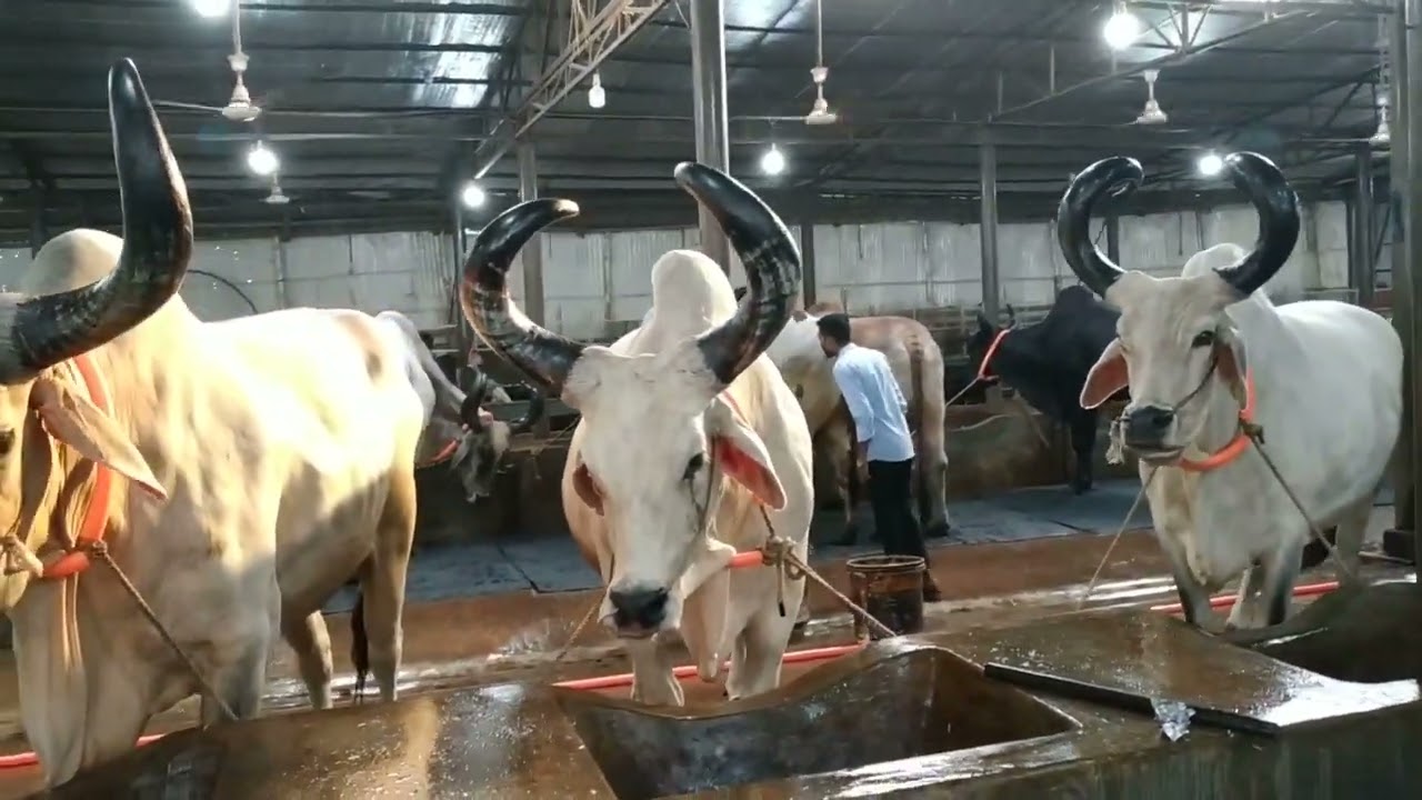 Biggest Bahubali Kankaraj 🐂Sahi Kankaraj Heavyweight Cows