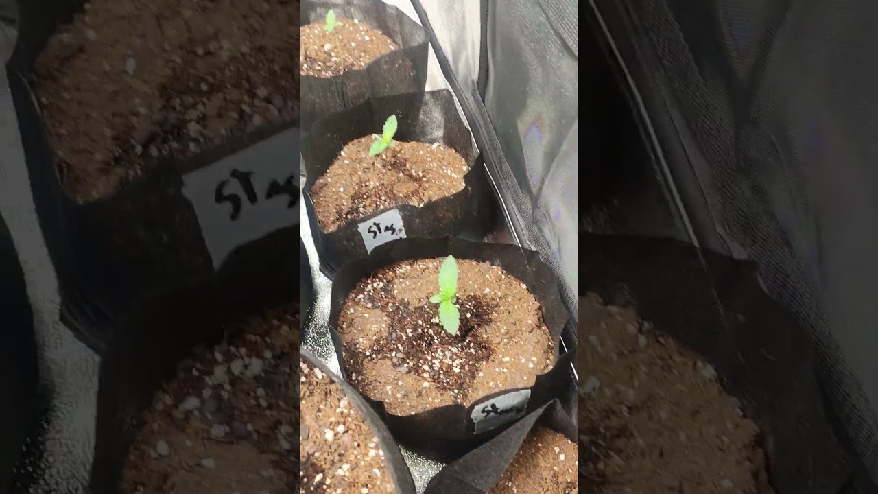 AGLEX 4*4 ROYAL QUEEN SEEDS AUTOFLOWERS