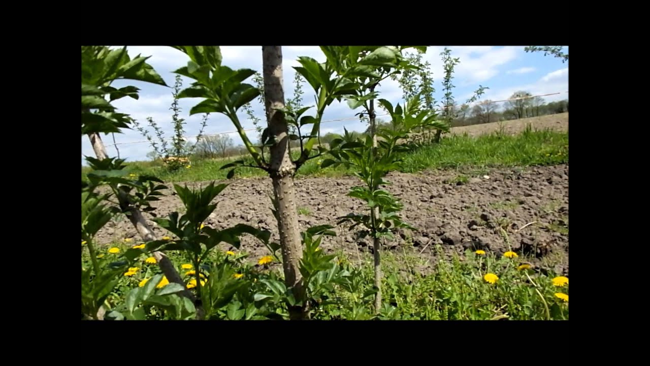 Plantacja bzu czarnego - maj