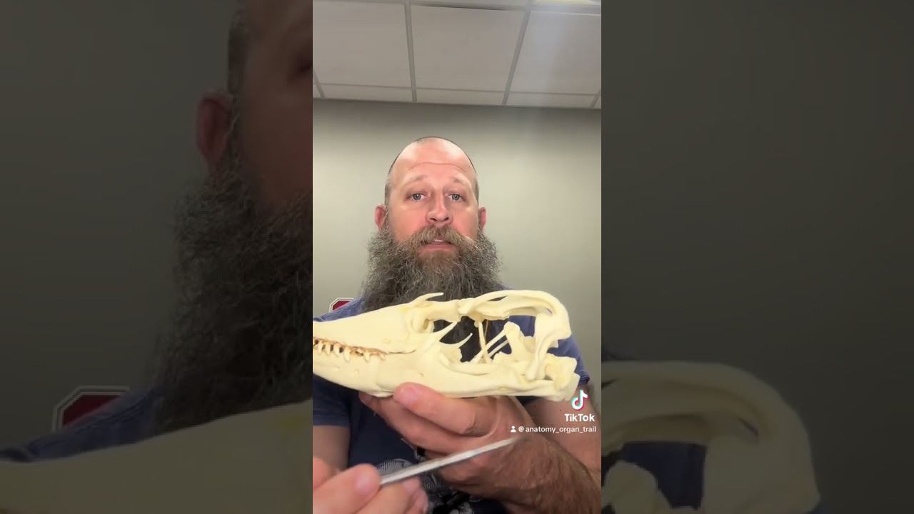 #Evolution of the inner ear from jaw #bones. #anatomy #science #stwm #biology