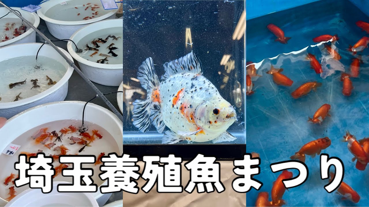 【Vlog】埼玉養殖魚まつりでひたすらに金魚を愛でた日