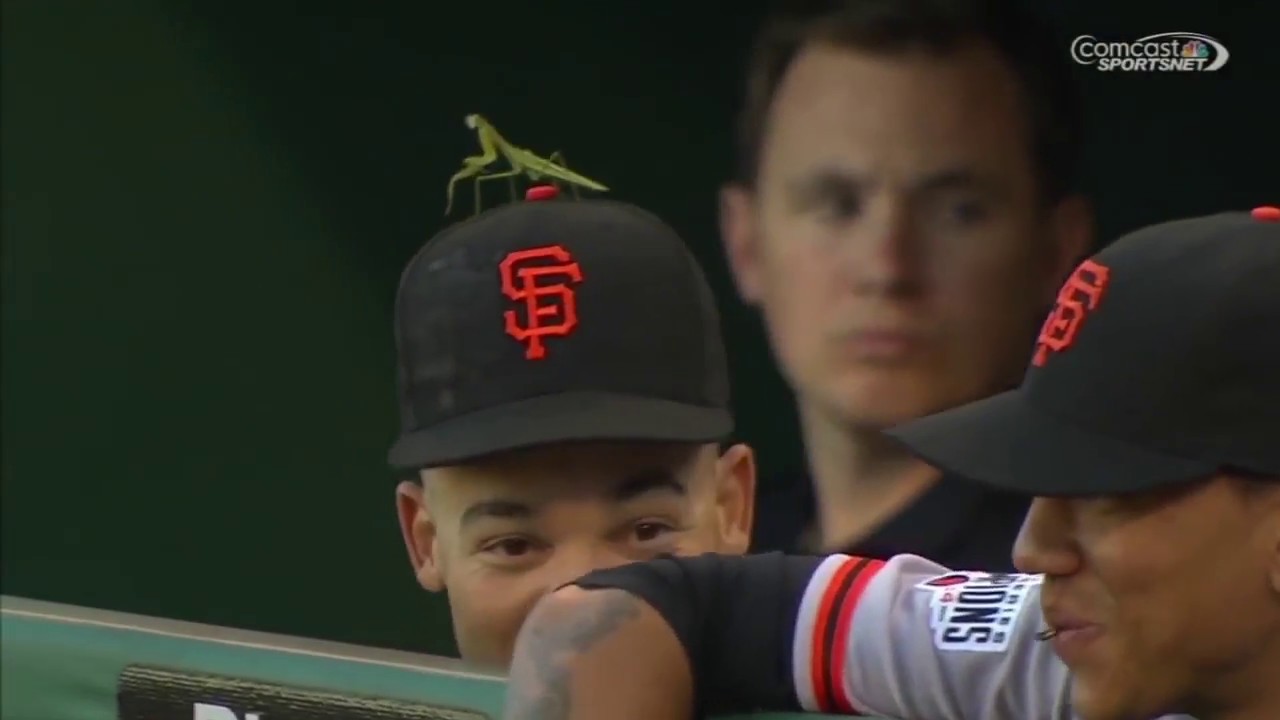 Animals on the Field Compilation