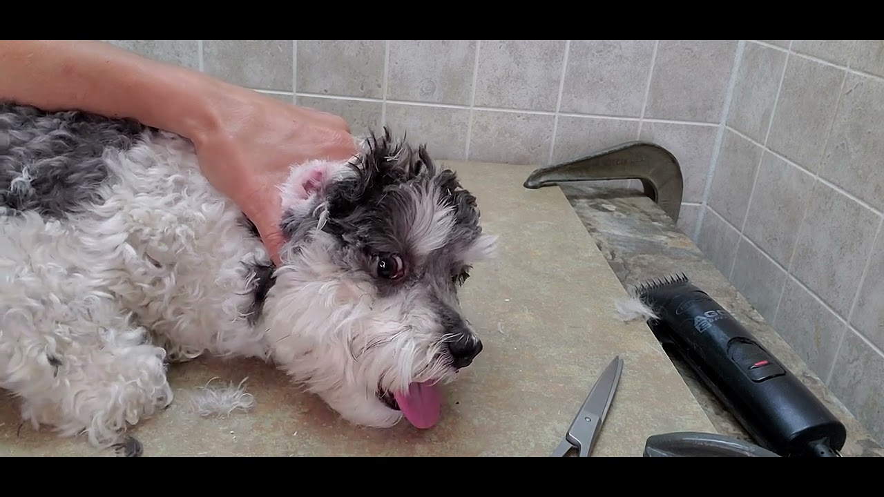 How to pluck a dog ears with lots of hair, ear health, plucking, dog grooming, thick ear hair