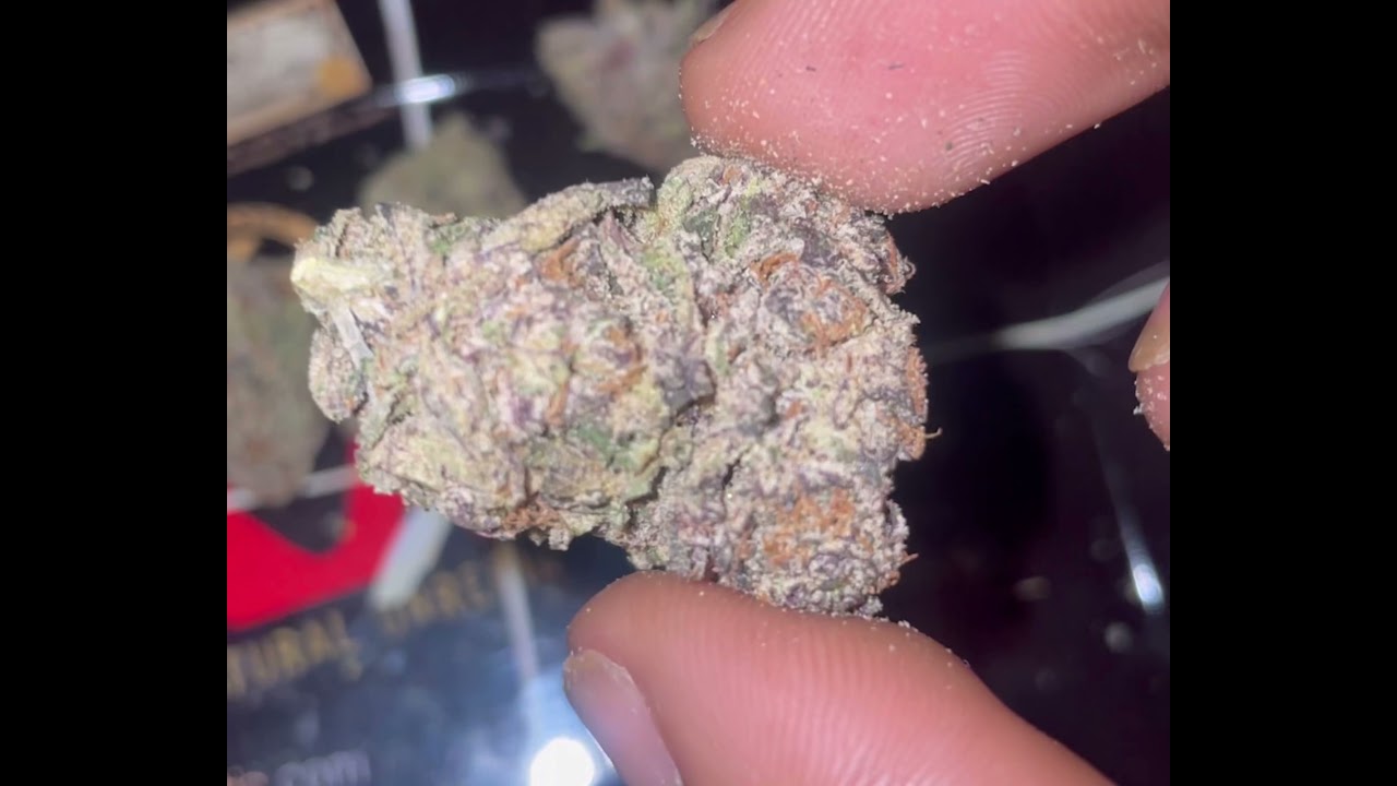 Turtle Pie Gelato XO strain review 🐢 🥧 💨