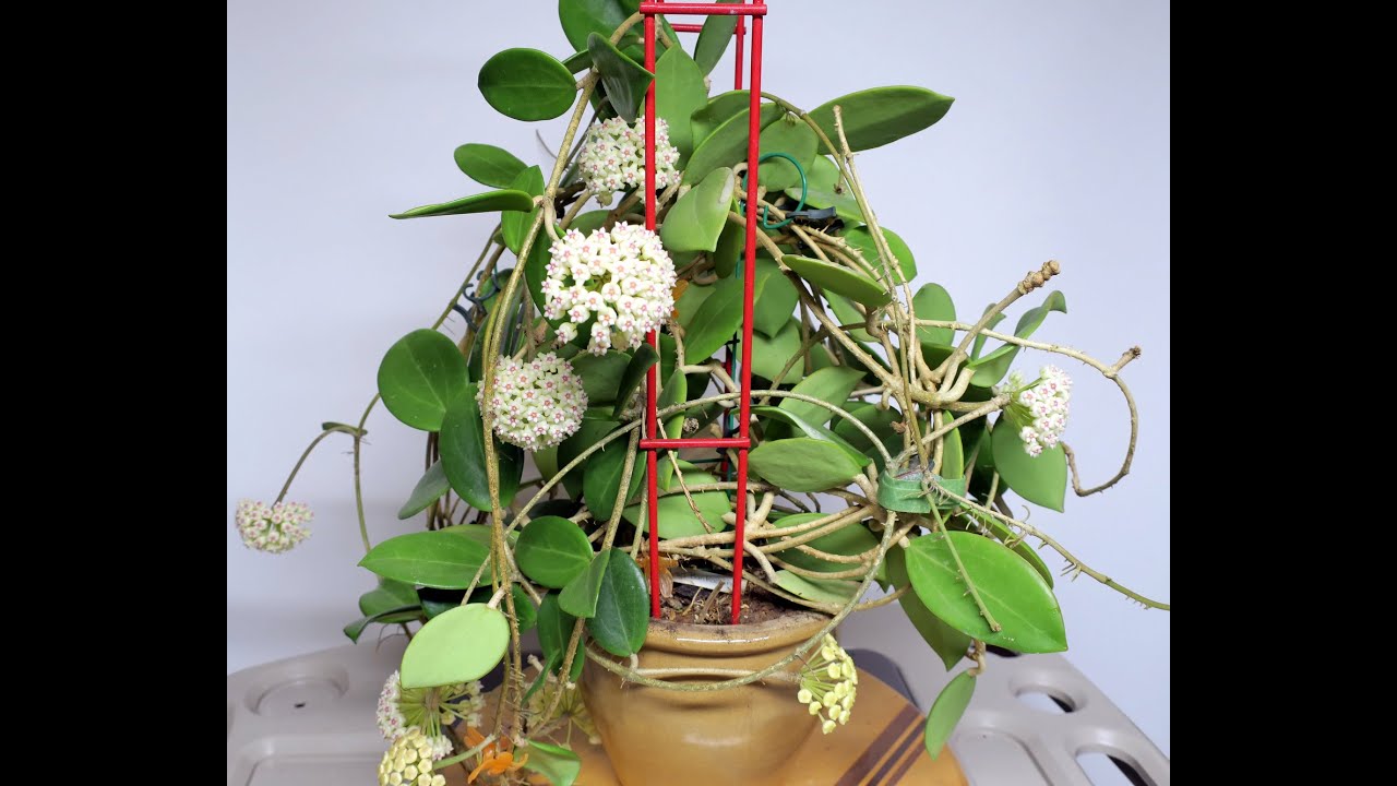 Chia Sẽ Cách Xử Lý Lan Cẩm Cù Rừng Khi Mới Mua Về, HoYa Pachyclada