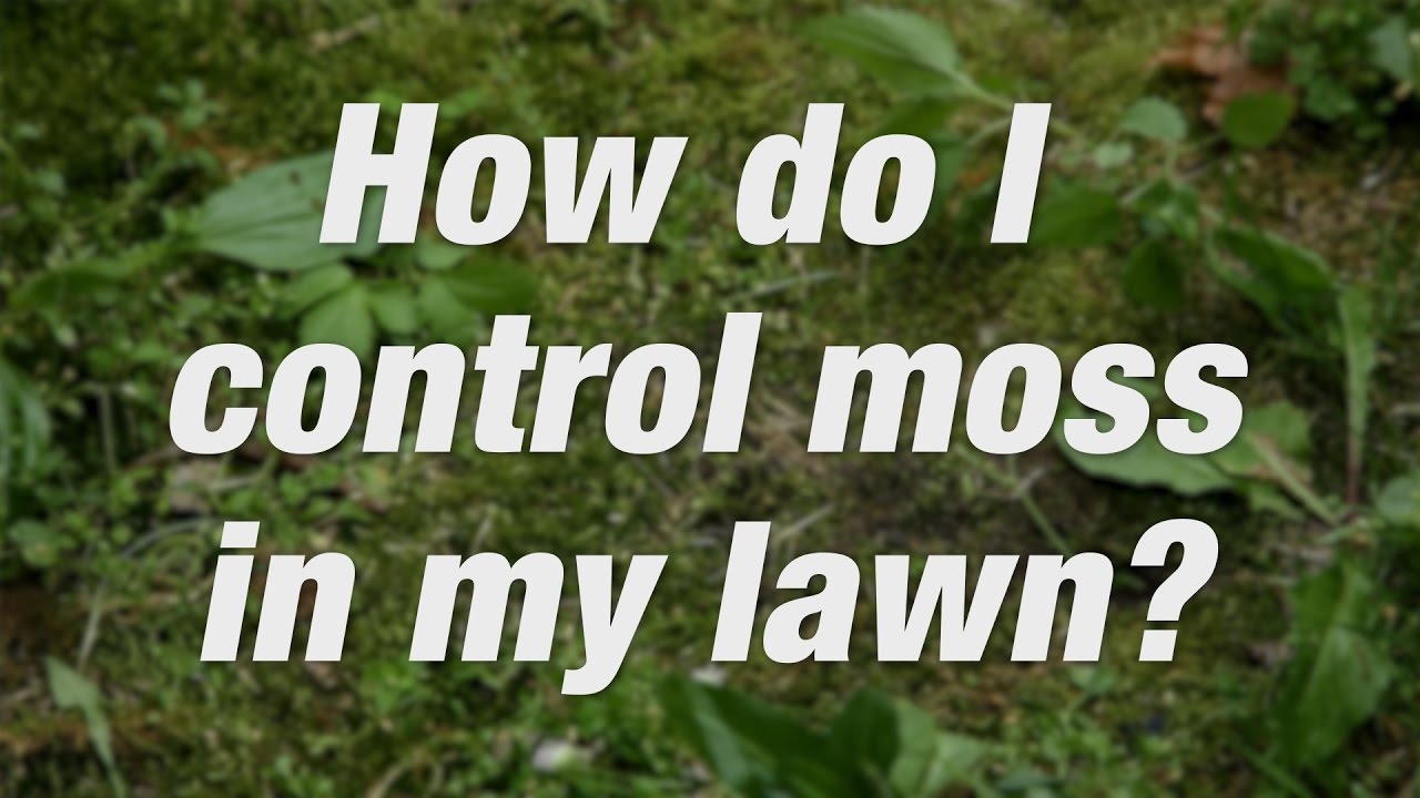 How to Get Rid of Moss in Your Yard | Scotts Miracle-Gro Canada