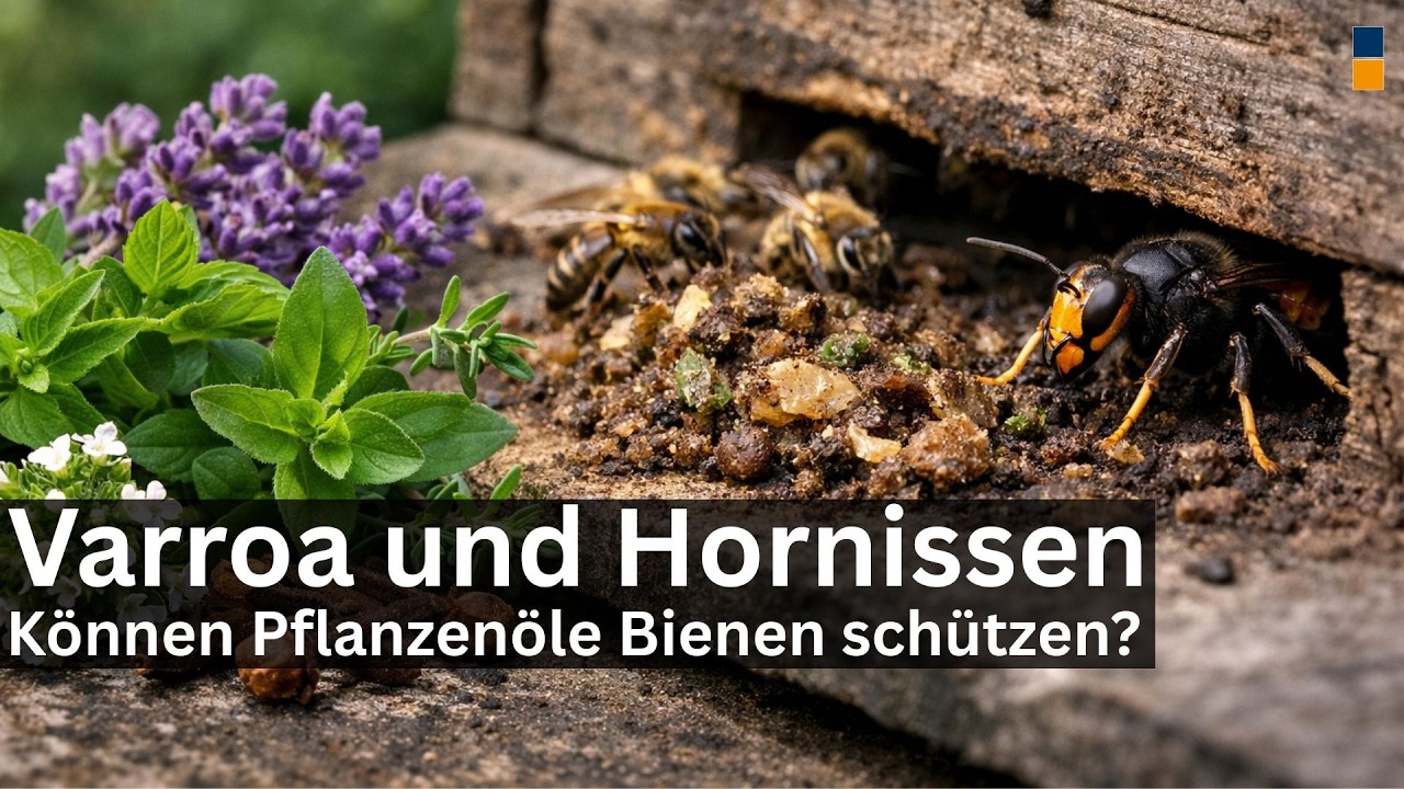 Ätherische Öle gegen Varroa und Vespa velutina – was ist wissenschaftlich belegt?