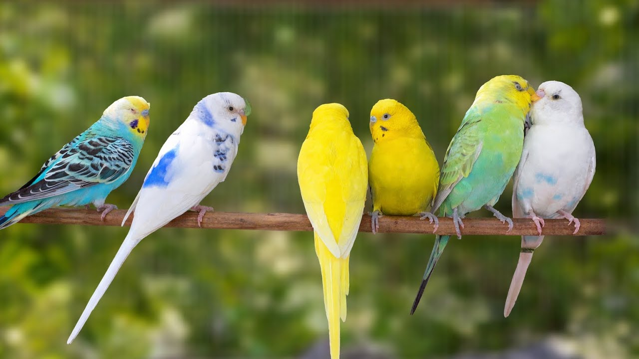 Mango and Chutney Best Budgie Friends | Relaxing Sounds 8 Hours