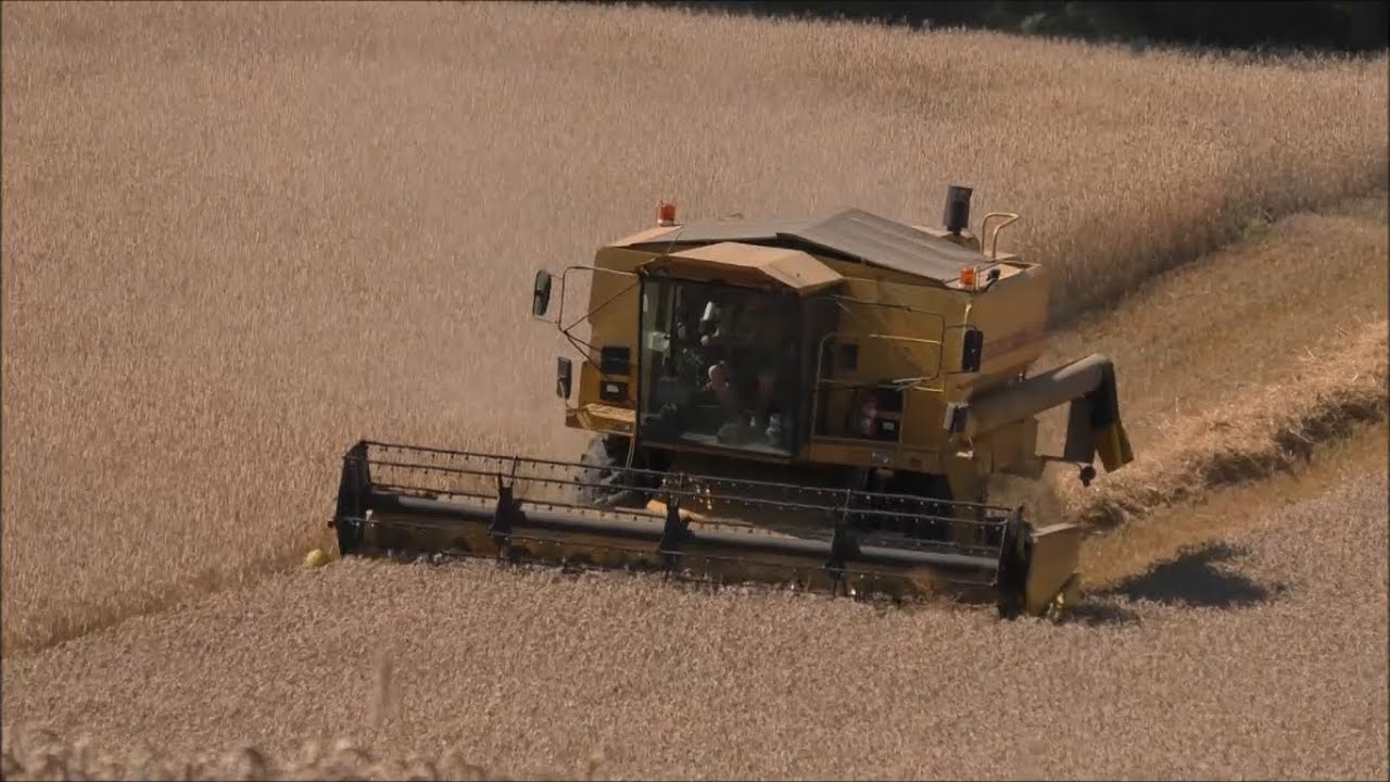 Getreide dreschen/ New Holland TX36 NewTech + New Holland T7.250 + Oehlkers + Case IH + Metal Fach