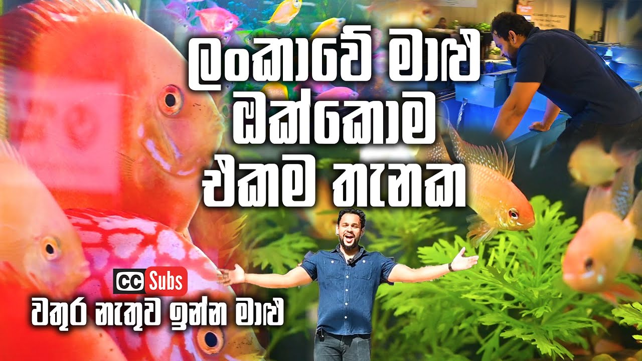 A Massive Live Fish Show | ලංකාවෙම මාළු එකම තැනක තිබ්බ ලොකු ප්‍රදර්ශනය | Pet Talk