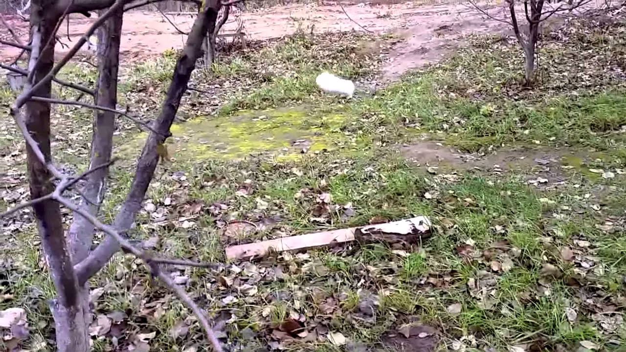 White Bunny. Amazing jump slow motion. Забавный прыжок белого кролика