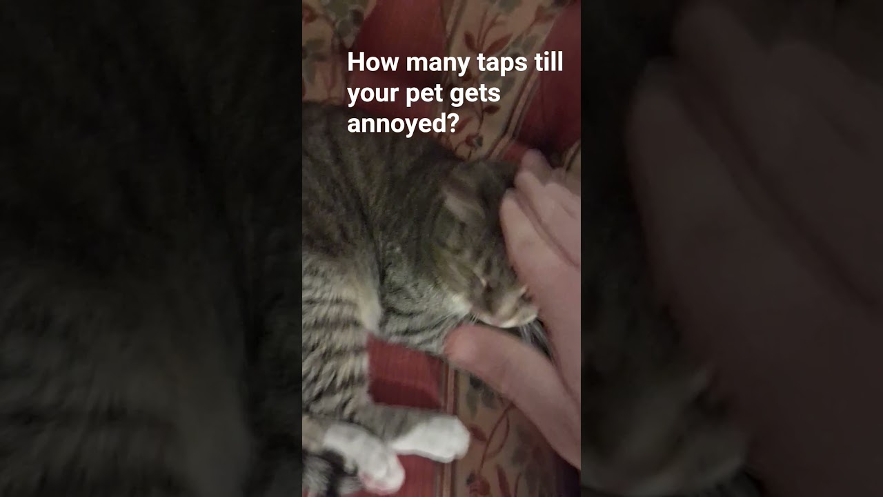 How many taps until your pet gets annoyed? #cat #⃣tssb