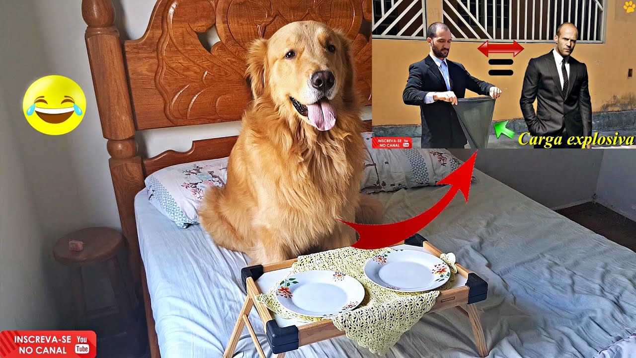 Vida de rei...Sua majestade...King's life.. #goldenretriever #simao #vidaboa