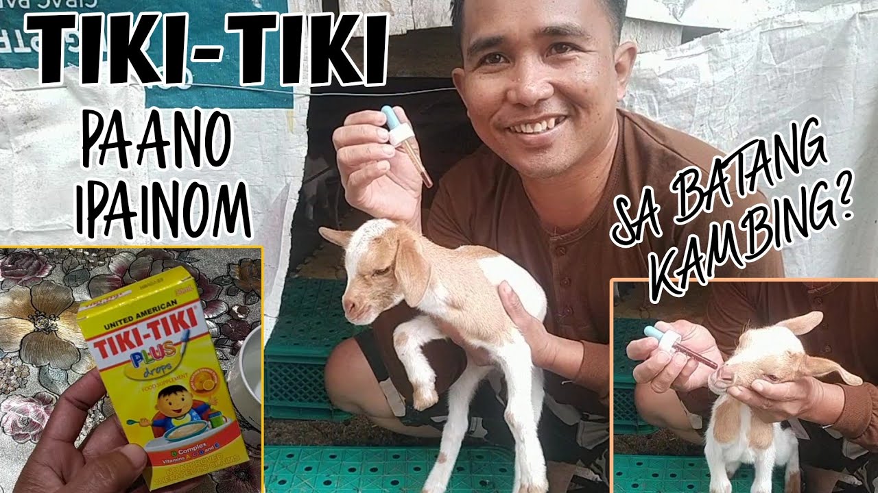 HOW TO GIVE TIKI- TIKI TO OUR KID GOATS?