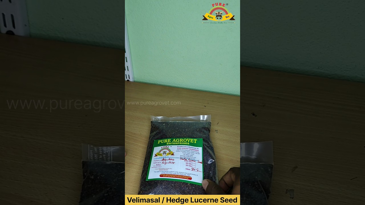 Hedge lucerne / Velimasal / வேலிமசால் (Desmanthus virgatus) seeds #animals #fodder #goat #sheep #cow