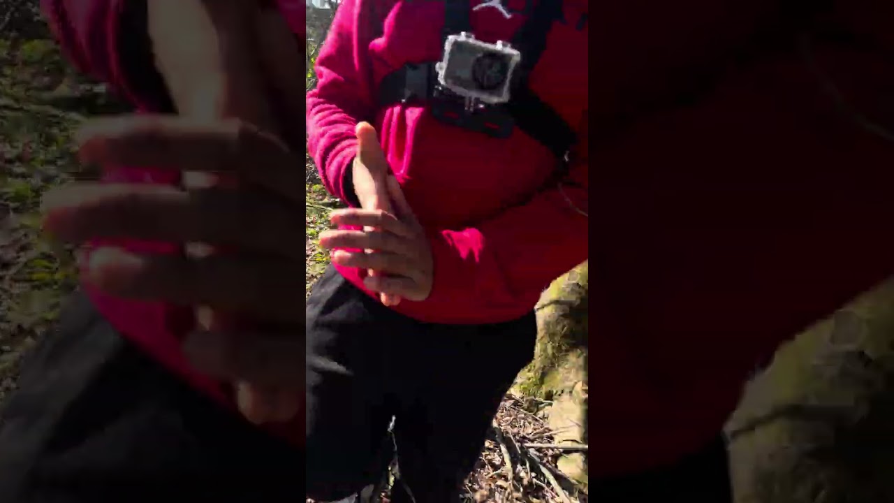 Exploring the woods pt:2