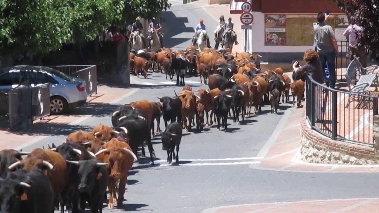 Trashumancia a su paso por Burunchel  2016