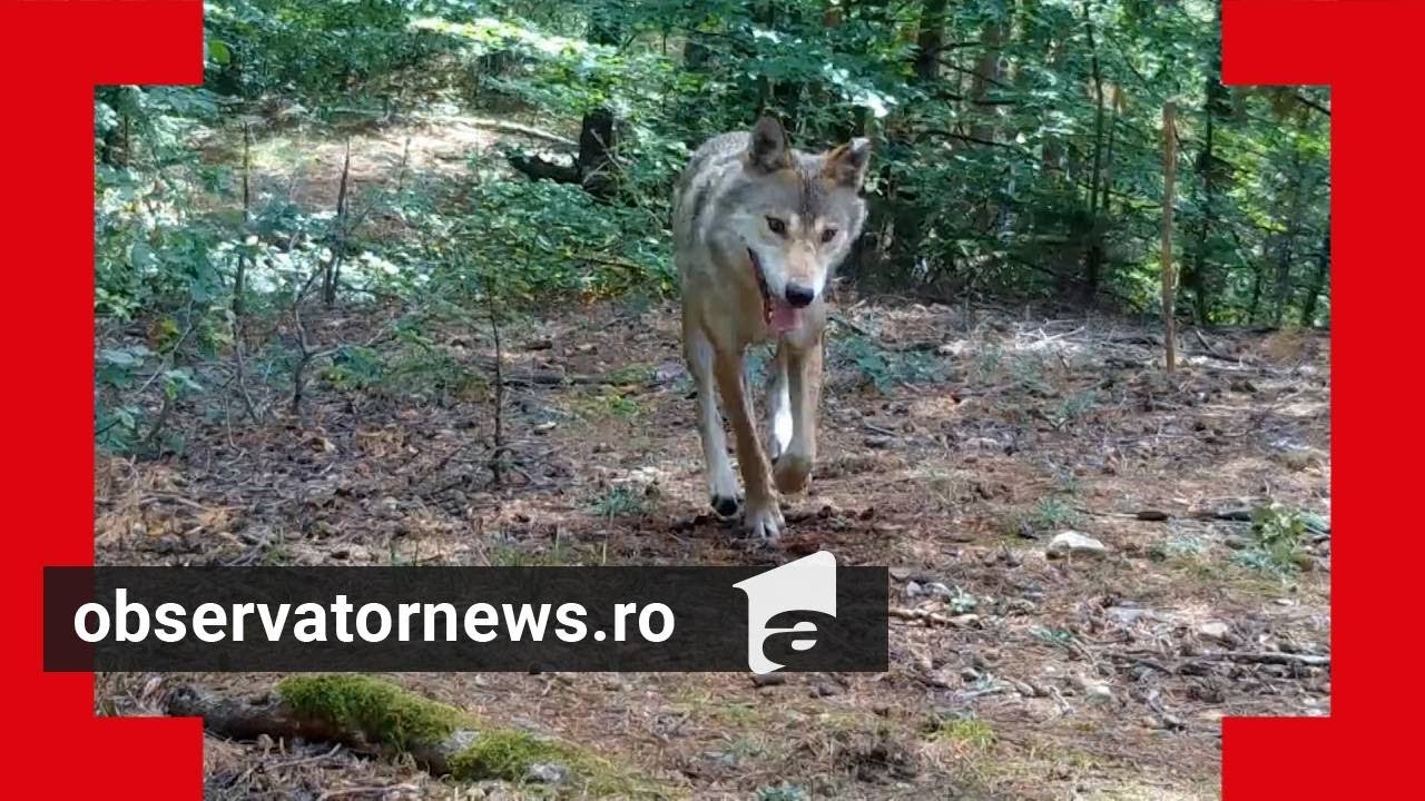 Localitatea terorizată de lupi. Atacă în fiecare noapte şi au ucis zeci de câini