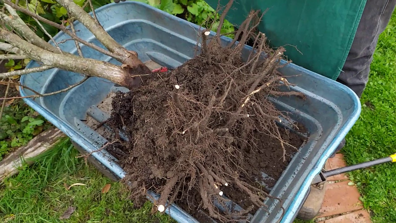 Bien arracher un arbuste en pleine terre