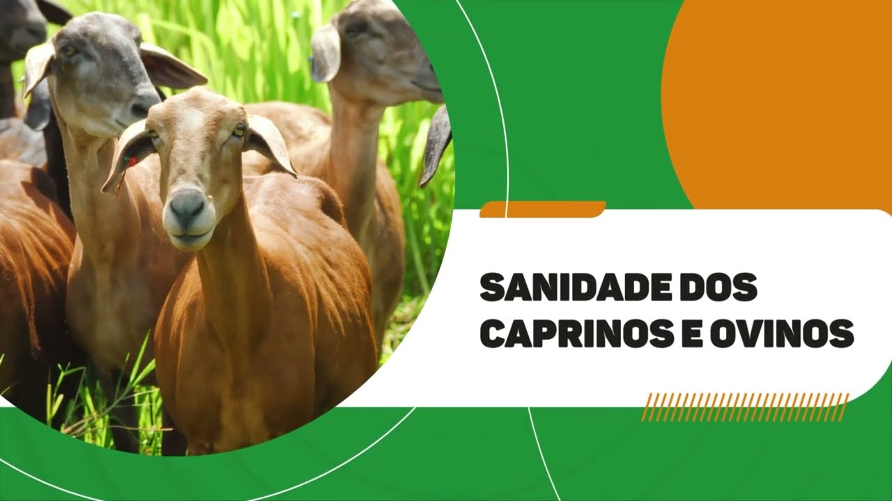 SANIDADE DE CAPRINOS E OVINOS