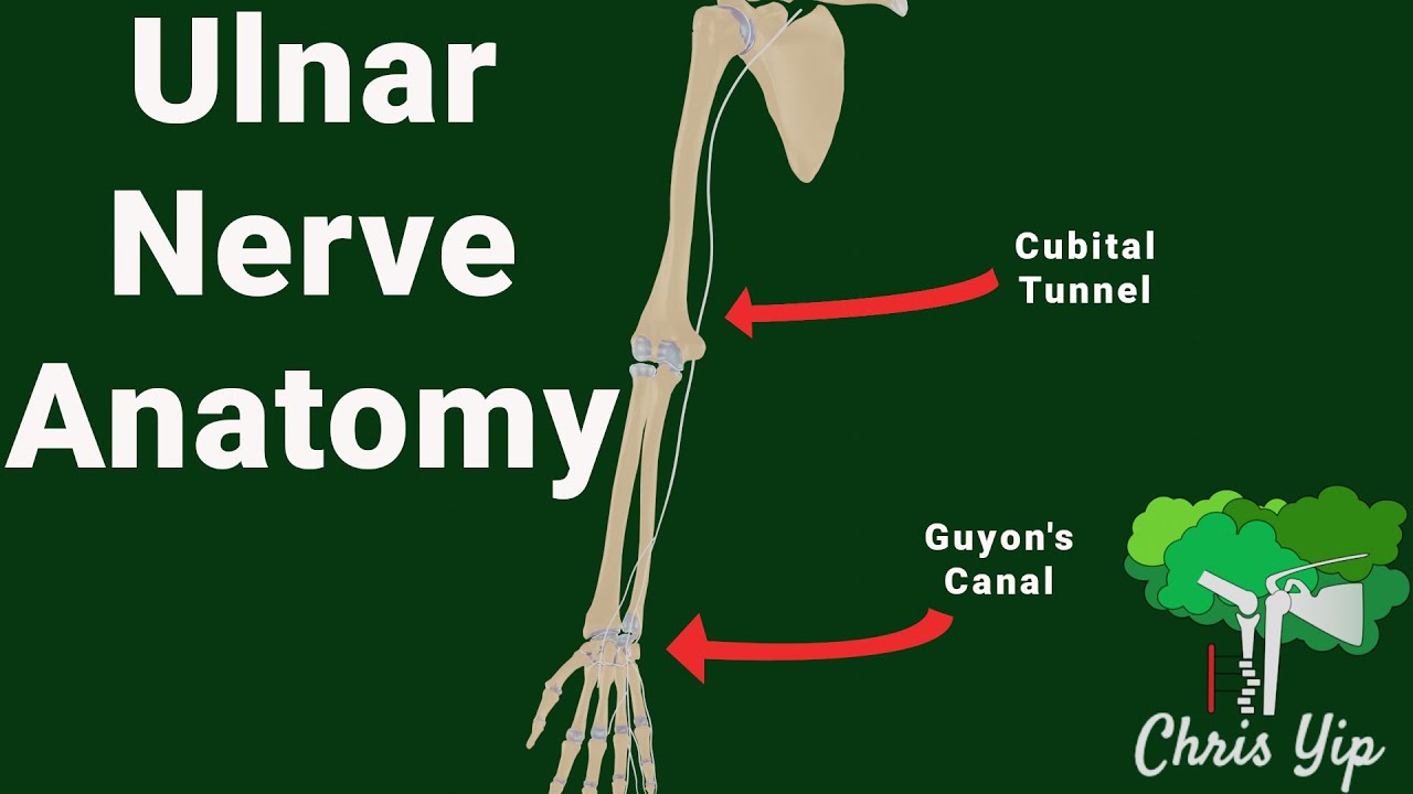 Ulnar nerve anatomy (animated)