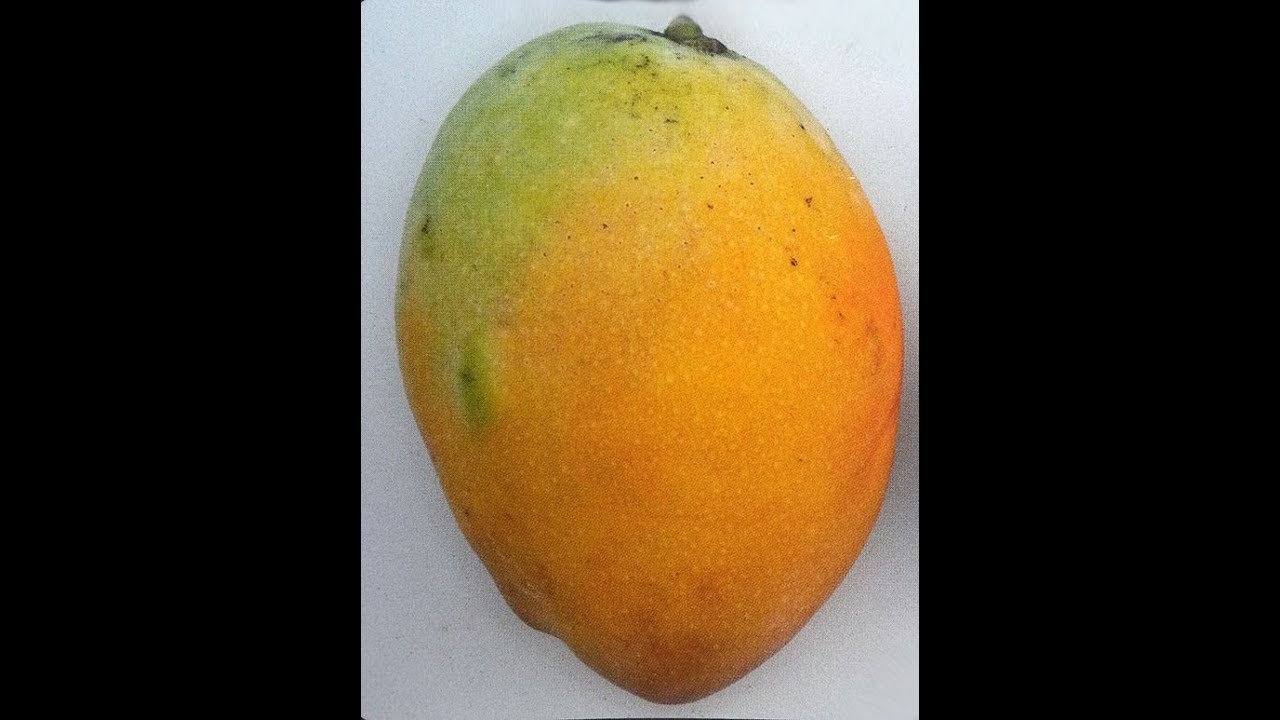 Rare MANGO Tasting with Shamus O'Leary