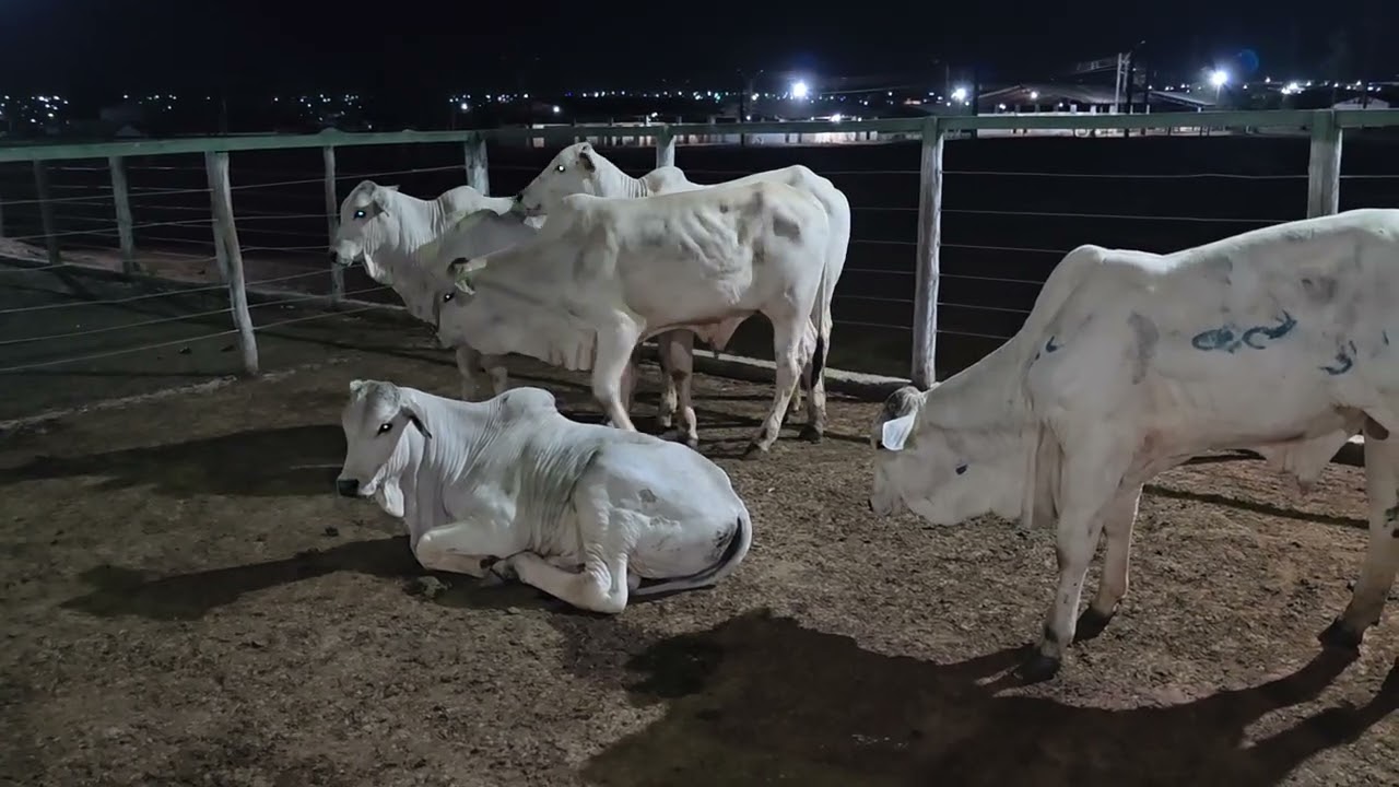 UM LEILAO NOTURNO DIFERENCIADO COM GADOS EXTRA.